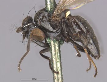 Media type: image;   Entomology 11140 Aspect: habitus lateral view